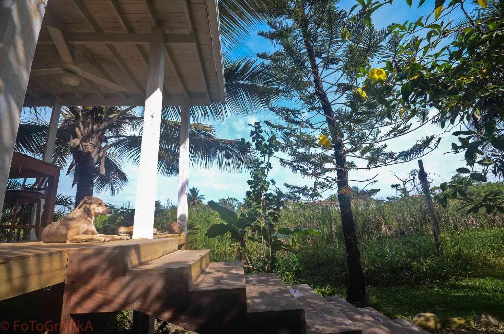 Hôtel Cabarete Surf Camp Extérieur photo